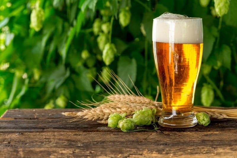 Thiol Enhancing Yeast in Beer Brewing